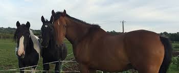 Pablos Horse Sanctuary - Long Clawson, Leicestershire.